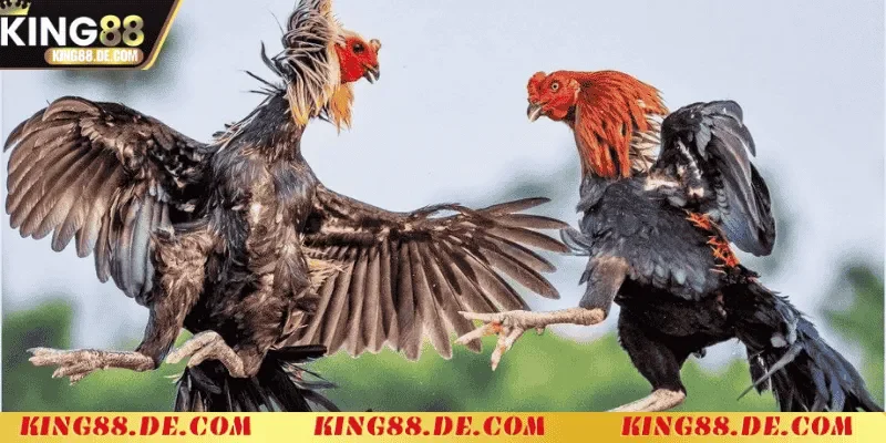 Đá Gà Cựa Dao King88 - Nơi Thể Hiện Bản Lĩnh Của Chiến Kê cach tham gia va xem tran dau da ga cua dao