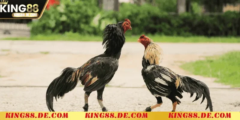 huong dan chi tiet cach ep can ga choi hieu qua