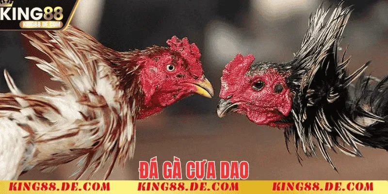 Đá Gà Cựa Dao King88 - Nơi Thể Hiện Bản Lĩnh Của Chiến Kê Luật chơi trong đá gà cựa dao