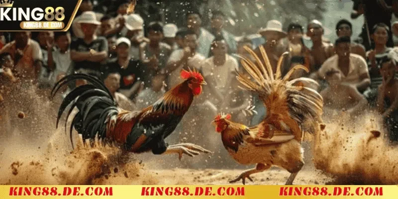 Đá Gà Cựa Sắt King88 - Sân Chơi Khốc Liệt Của Các Chiến Kê Luật chơi và quy định cần biết