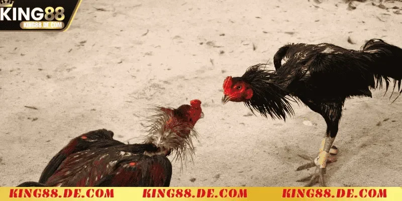 mot so luu y khi ep can ga choi ban nen nho