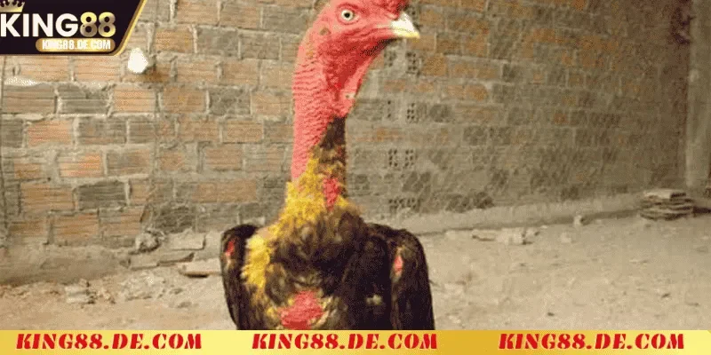 nguyen lieu can thiet de vao nghe cho ga choi