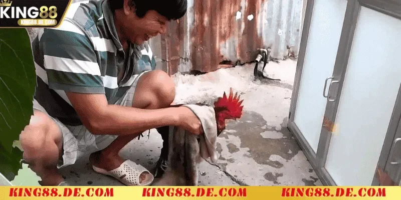 Om Bóp Gà Chọi King88 - Kỹ Thuật Chăm Sóc Gà Chiến Tối Ưu nhung luu y quan trong khi om bop ga choi