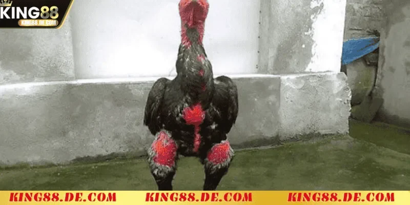 Om Bóp Gà Chọi King88 - Kỹ Thuật Chăm Sóc Gà Chiến Tối Ưu quy trinh om bop ga choi dung ky thuat